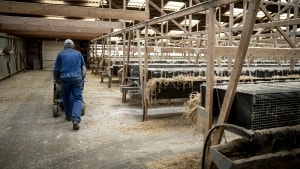 4. november 2020 besluttede regeringen, at 15 millioner mink i Danmark skulle aflives på grund af frygt for et muteret coronavirus hos mink. Erstatningsudgiften stiger nu med over seks milliarder kroner. Arkivfoto: Mads Claus Rasmussen/Ritzau Scanpix