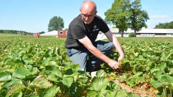 Jordbæravler Kæmper Ekstra Med Rågerne Op Til Sæsonåbningen: - Det Er ...