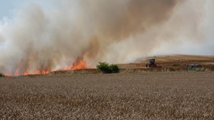 Ilden gjorde stor skade på en uhøstet mark lidt udenfor Aunslev, men til alt held fik brandfolkene situationen under kontrol, inden den spredte sig til en nærliggende beboelse. Foto: Simon Holt