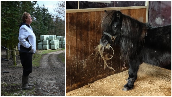 Ponyen Mio undgik aflivning og overlevede alene efter ejerens død: - Den har kæmpet for livet