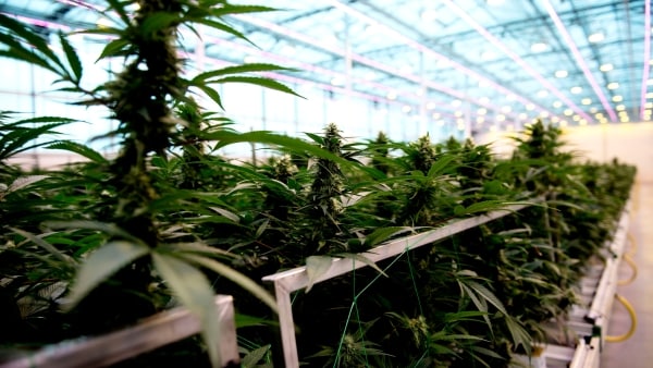 Lægeklinik i Strib har udskrevet mest cannabis på hele Fyn: Se listen for din kommune her