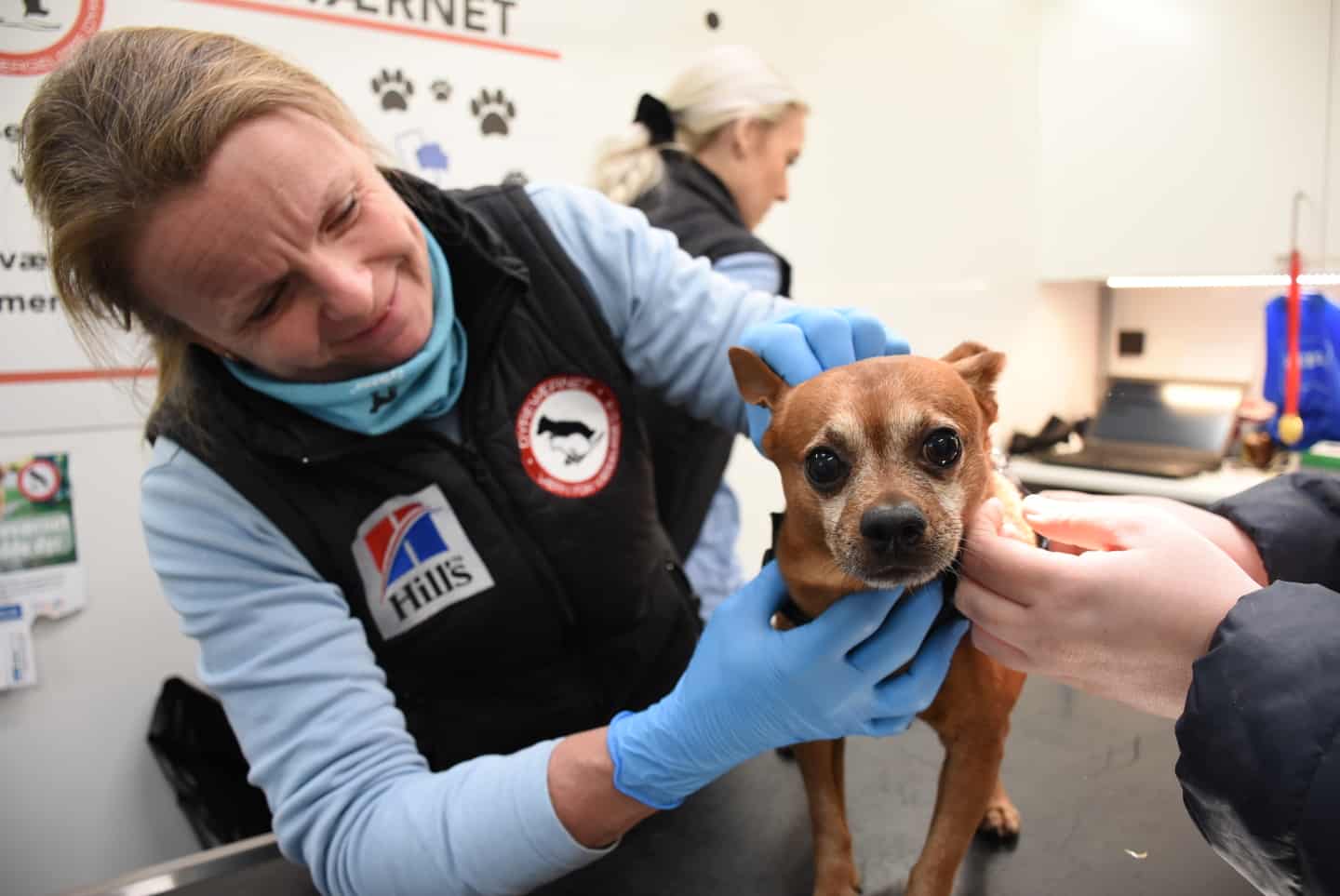 sygdom Revolutionerende Centrum Kan du ikke længere passe din hund? - i to timer gør dyreværn det gratis at  finde den et nyt hjem | jv.dk
