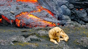 En gigtplaget hund gik med hele vejen op ad og ned i vulkanen for at nyde varmen fra lavaen. Foto: Jørgen Leon Knudsen