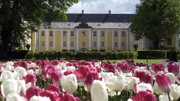 Danmarks største tulipanfestival blomstrer i Gavnø Slotspark | jv.dk