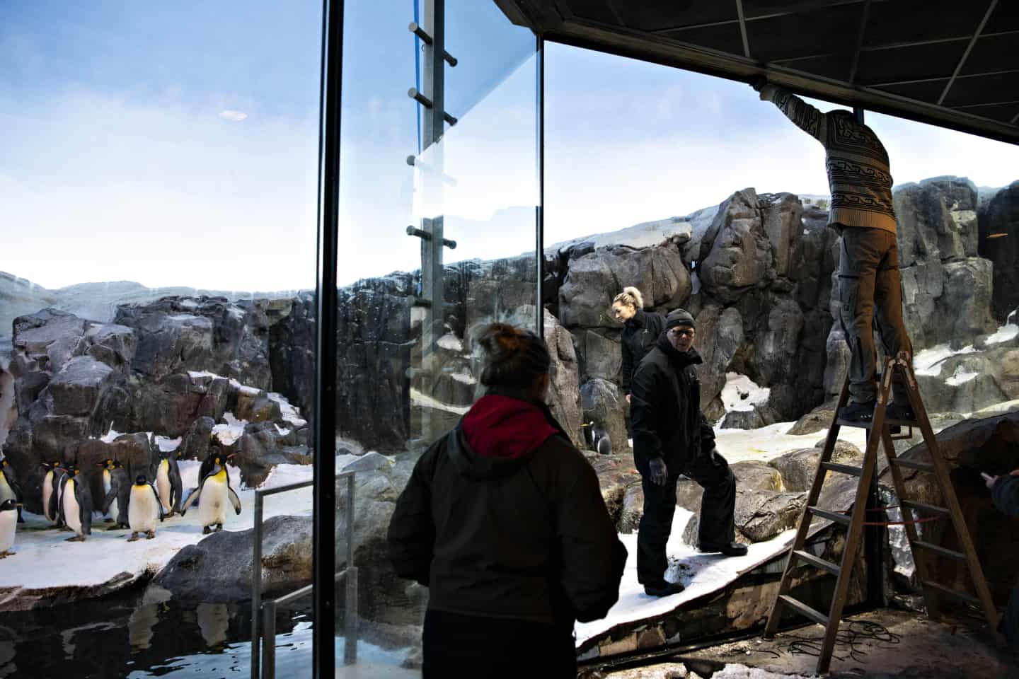 Corona Nedlukning Giver Odense Zoo Helt Nye Muligheder Fyens Dk