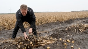 Rundt om i landet kæmper danske kartoffelavlere med det våde vejr, der ødelægger høsten. Foto: Steen Rasmussen.