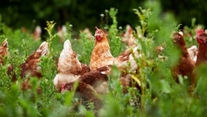 Selv om forskere har mulige løsninger på, hvordan høner kan undgå at brække brystben i kampen for at levere æg, så er det for usikkert at gå efter endnu, mener Landbrug & Fødevarer. Foto: Danæg