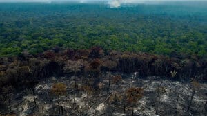 Verdens største regnskov, Amazonas, er hjem for et rigt plante- og dyreliv. Den har i årevis lidt under stor skovrydning, hvilket er gået ud over dyr og planter. Skovrydningen er aftaget, efter at Brasilien har fået ny præsident. (Arkivfoto). Foto: Michael Dantas/Ritzau Scanpix