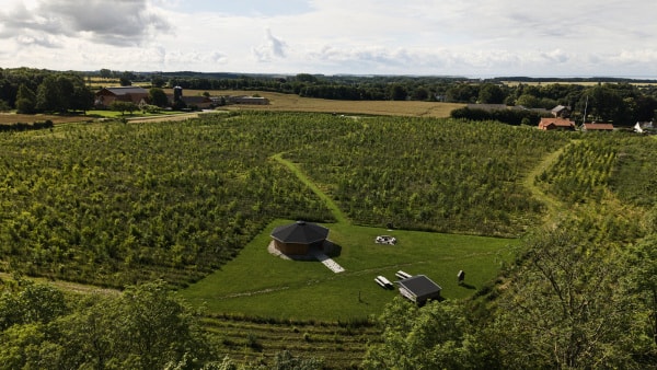 Det går hurtigere, end mange tror: Her skal de to nye skove plantes