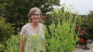 68-årige Gertrud Mark er opvokset på en gård i 50'erne, da man var nødt til at spise frugt og grønt efter sæson. Den viden bruger hun fortsat i dag, hvor hun kan holde et forråd af grøntsager kørende helt til vinter. Foto: Ditte Birkebæk Jensen