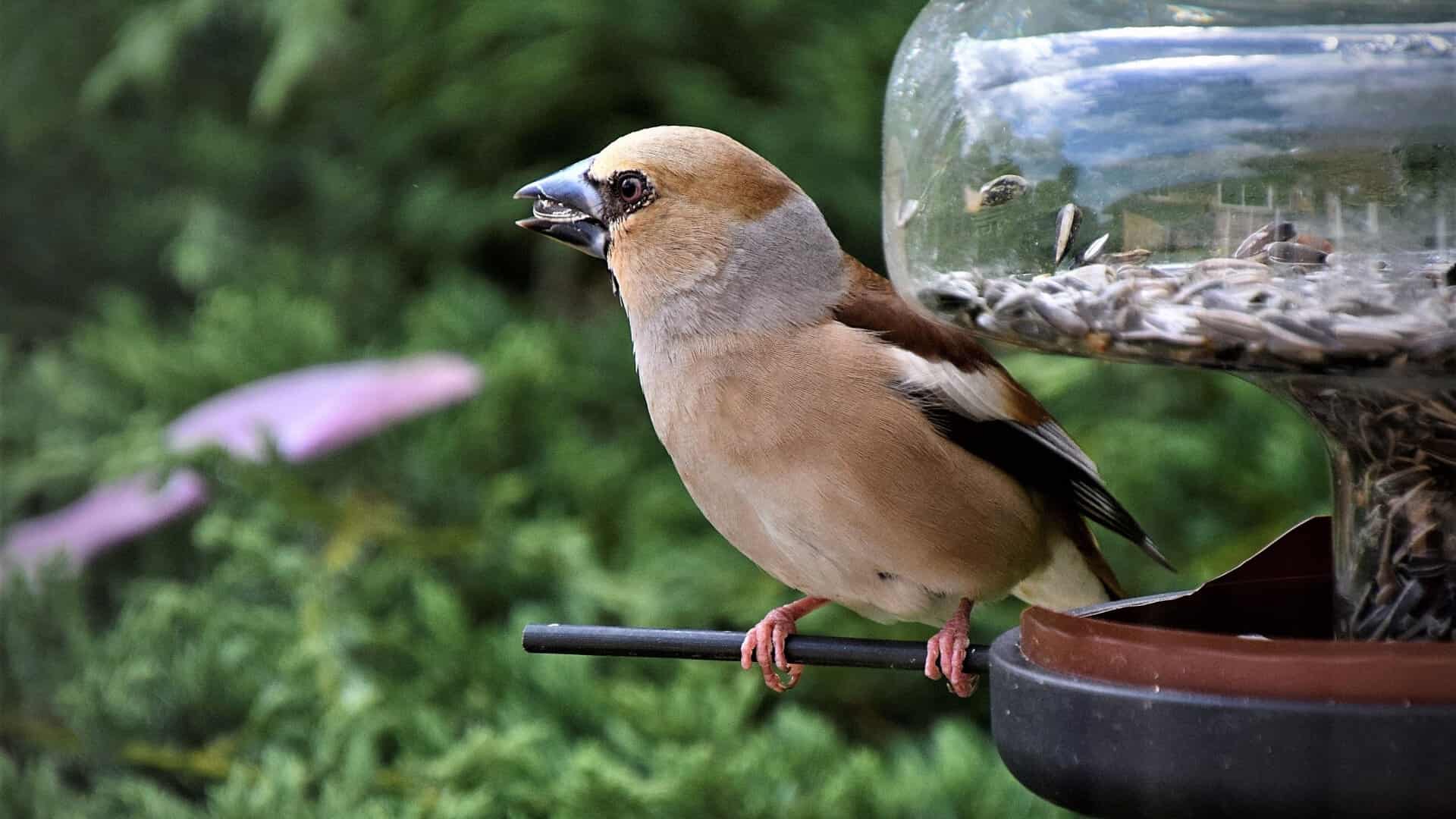 Kernebideren: Finken med det stærke næb | ugeavisen.dk