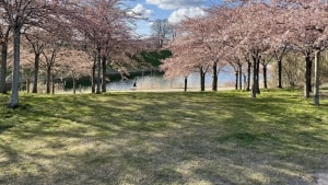 Kirsebærtræerne blomstrer på Langelinje og ved Kastellet, hvor du også kan komme til stor japansk festival. Foto: André Bentsen
