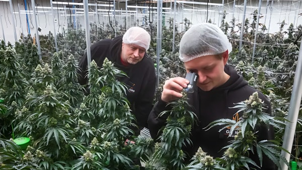 Legal cannabis rykker tættere på. Tysklands seneste plantage ligger kun 25 kilometer fra grænsen