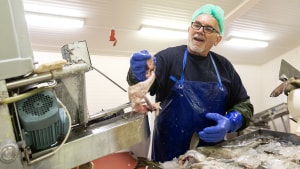 Der bliver lige nu fileteret tonsvis af torsk på Insula-fabrikken i Hvide Sande, hvor der er omkring 40 ansatte. Foto: Mads Dalegaard