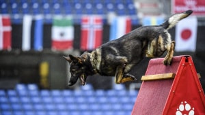 VM for schæferhunde betød cirka 6,7 million kroner i omsætning, har Visit Randers, udregnet. Arkivfoto: Annelene Petersen
