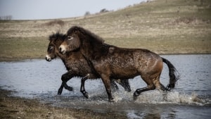 En flok vilde heste har siden 2003 været udsat på et 120 hektar stort område på Sydlangeland, og det vil de fortsat være. Men området bliver ikke udvidet til 300 hektar og får ikke status af naturnationalpark. Foto: Katrine Becher Damkjær