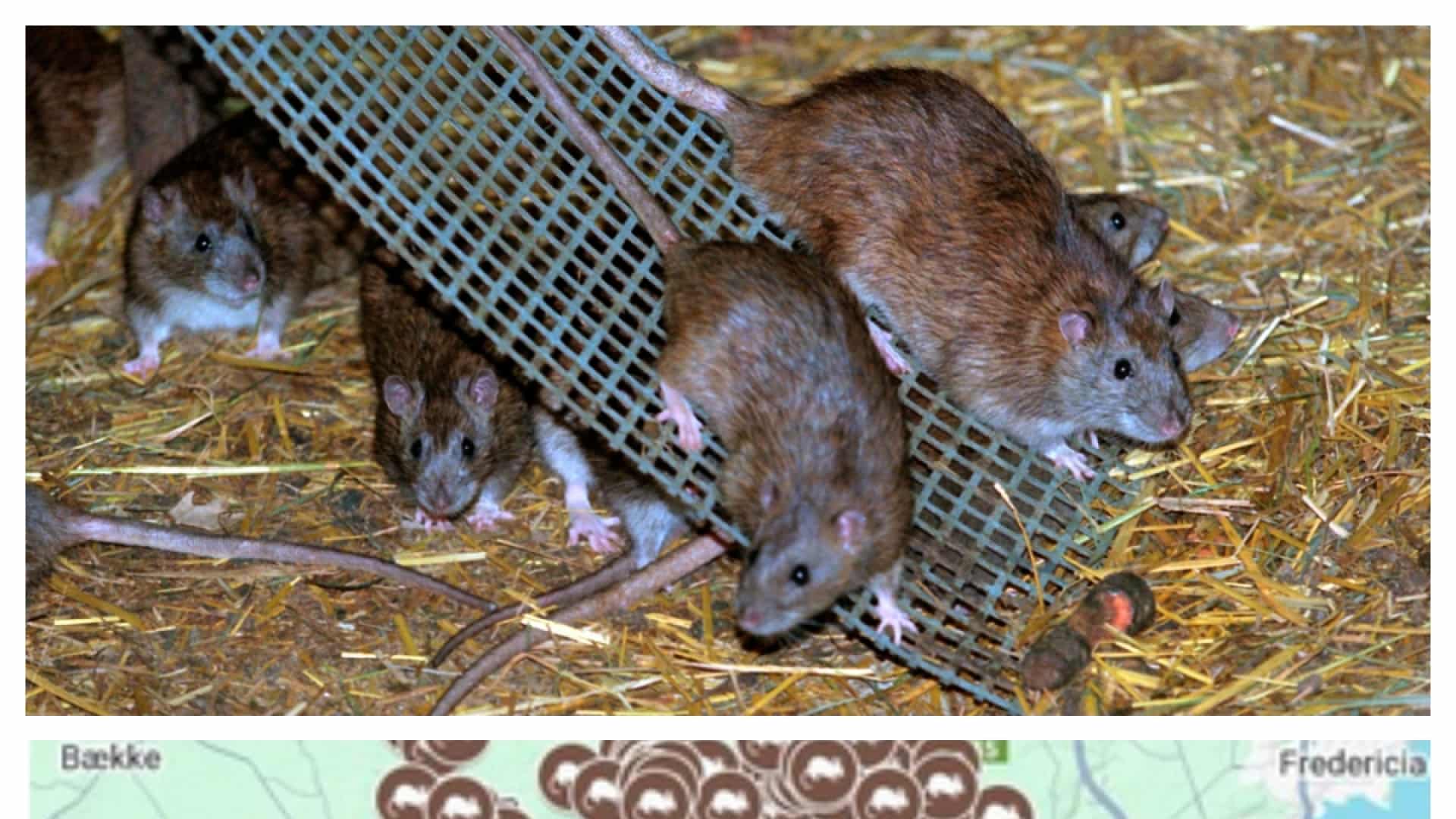 På disse veje har der været anmeldt rotter: Se om der har været rotter ...