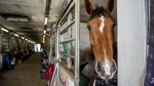 En frygtet herpesvirus rammer i øjeblikket heste. I værste fald kan sygdommen koste dyrene livet. Foto: Morten Stricker