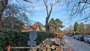 Til manges ærgrelse blev der fældet et stort og gammelt træ på Rosenvængets Hovedvej for nylig. Foto: Thomas Frederiksen 