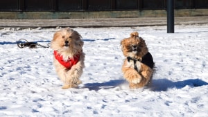 Bebe til venstre var syv år gammel, og Kaya ti måneder, da de sidse vinter blev fotograferet til Ugens Hund-elementet i ElboBladet. Nu har de i fællesskab vindet æren som Årets Hund. Foto: Peter Friis Autzen