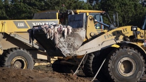 Adskillige tusind tons mink er blevet gravet ned ved Kølvrå, men står det til blandt andre Viborg Byråd skal minkene hurtigst muligt graves op igen. Arkivfoto: Bo Amstrup/Ritzau Scanpix