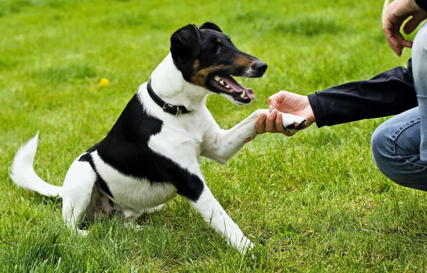 indbildsk gravid hund søger ældre mand indbildsk gravid hund søger ældre mand