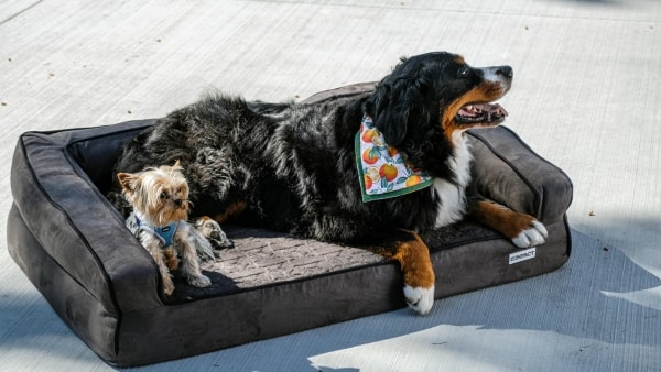 Alt hvad du behøver at vide om at eje en hund