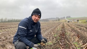 Kartoffelavler Allan Wieck-Hansen har valgt at give kartoffelhøsten gratis til de lokale. Regnmængderne har gjort det umuligt at få høsten i hus på normal vis, og nu står kartoflerne til at rådne. Foto: Hanne Bliksted