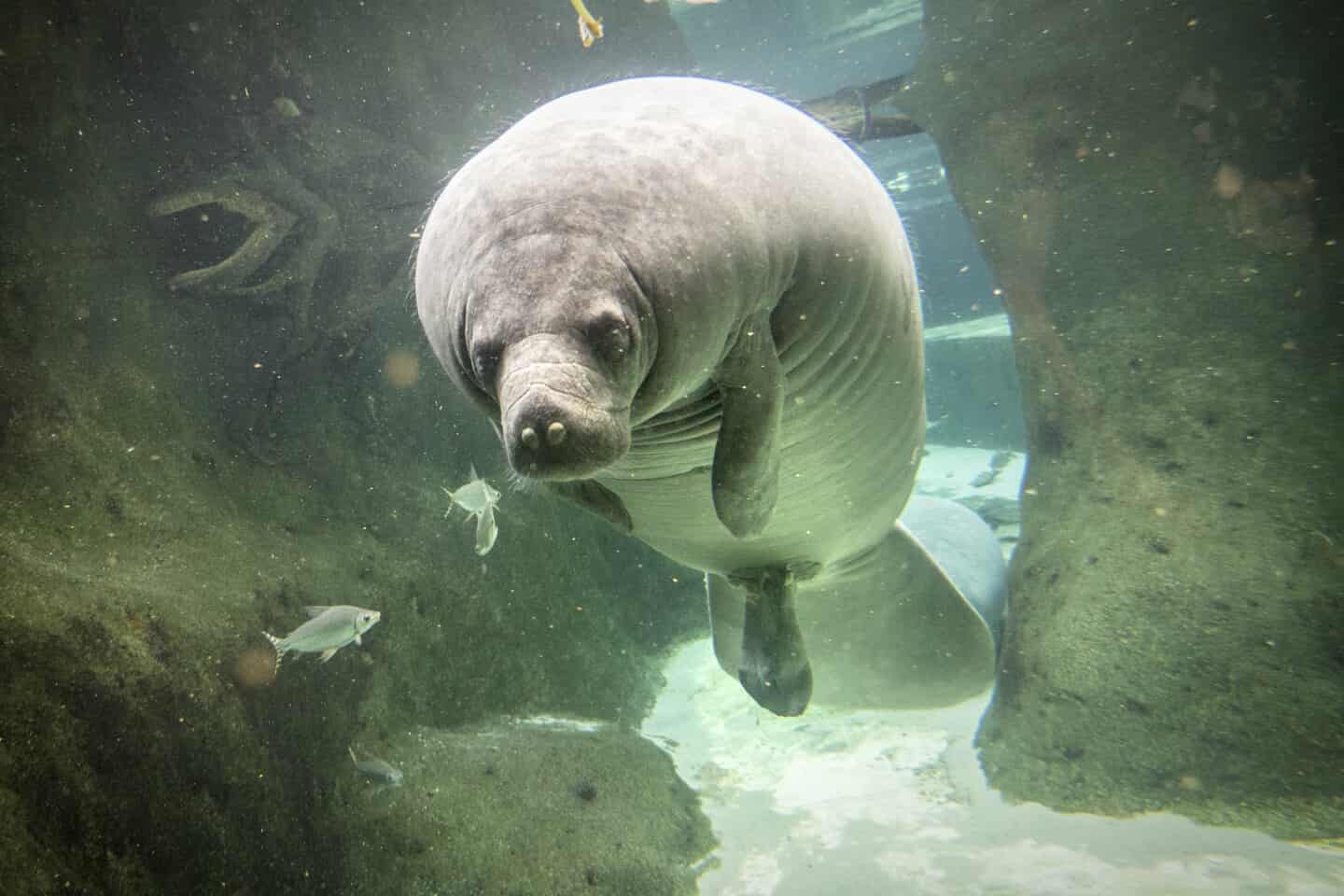 Tur I Zoo Ugeavisen Dk