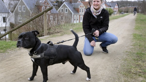 Muskelhund med god samvittighed faa.dk