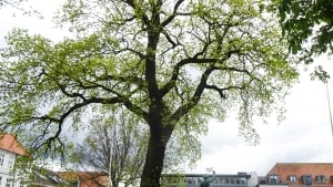 Egen bag Landsoldaten er med stor sandsynlighed Fredericia mest fotograferede træ. Og træet slap, da mange andre træer på voldanlægget for nylig blev fældet på grund af sygdom og svækkelse. Foto: Henning Møberg