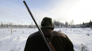 - Omkring 200 jagere har mandag været afsted for at deltage i en stor ulvejagt i Sverige. Det skriver The Guardian. (Arkivfoto).