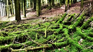 Mos i skovbunden. April 2021. Foto: Jacob Iskov, Træskohage