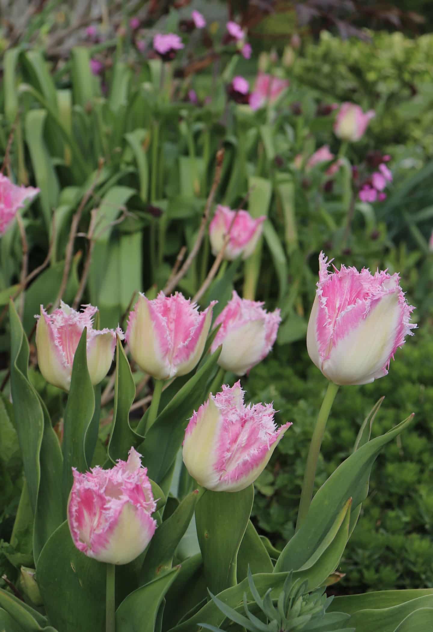 Tulipan 'Fancy Frills' - Køb tulipanløg online