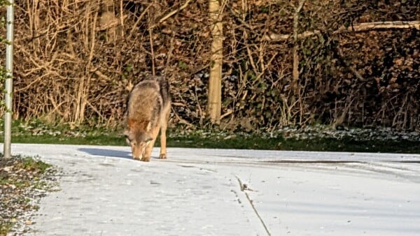 Ulv blev spottet i Fredericia - men er de på vej til Fyn? Førende ekspert kommer nu med svaret