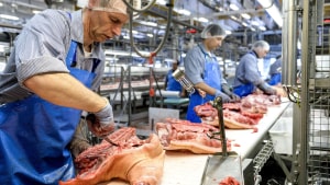Danish Crown har i regnskabsåret 2019/2020 haft et overskud, slagterivirksomheden ikke tidligere har set. Billedet er fra slagteriet i Blans. Arkivfoto: Claus Thorsted 