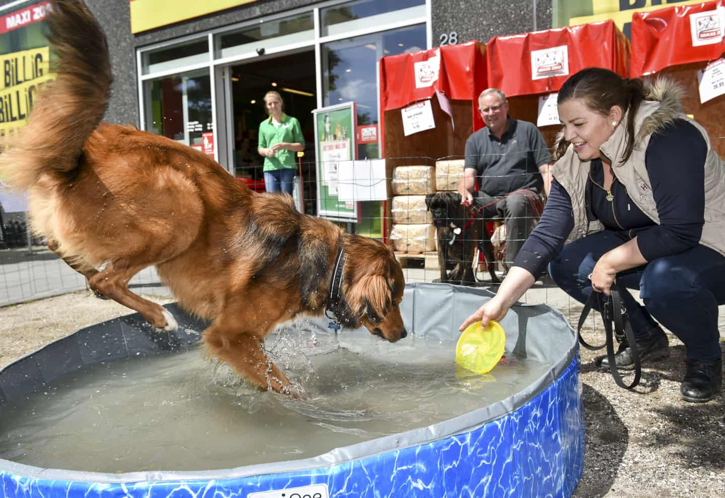 Ægte vandhunde fik is til pool | amtsavisen.dk