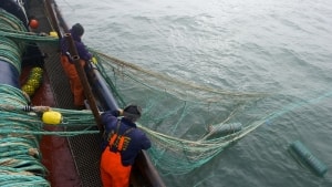 Fiskeriet er under voldsomt pres i disse år. Sydvestjysk Fiskeriforening holdt i går generalforsamling i Hvide Sande, hvor en række af udfordringerne blev drøftet. Pressefoto: Danmarks Fiskeriforening