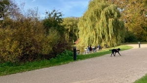 havde taget alle hensyn på løbeturen: blev hun af løse hunde i stor københavnsk park | osterbroliv.dk