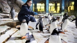Som dyrepasser i Legoland skal Charlotte Bruun blandt andet fodre de 24 pingviner, der bor i Polar Land. Pingvinerne sætter en stor portion fisk til livs hver eneste dag. Foto: Martin Ravn