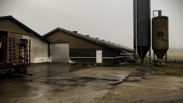 Kilovis af skunk blev fremstillet på gammel kyllingefarm: - Jeg aner ikke, hvad skunk er