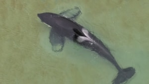 En fem meter lang spækhugger blev torsdag i sidste uge spottet langt ude mellem revlerne i den lavvandede kyst nord for Mariager Fjord. Men nu er hvalen, der er blevet anslået til at være en ung han, pist forsvundet på andet døgn. Dronefoto: Annelene Petersen