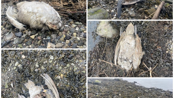 Flere døde svaner fundet ved havn: - Vi har aldrig tidligere aflivet så mange fugle