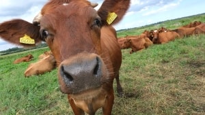 Ændringer i køernes foder stiller nye krav til landmænds faglighed. Er de ikke forsigtige, kan køerne få mavepine. Arkivfoto: Kim Haugaard