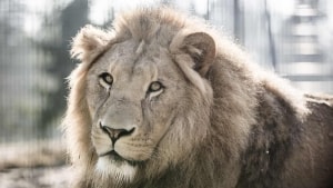 Løverne og de øvrige dyr i Givskud Zoo har holdt sig fri for coronasmitte, selvom dyr i en del andre zoologiske haver er blevet smittet. Arkivfoto: Mette Mørk