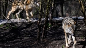 Den påkørte ulv blev fundet på motorvejen tæt ved Esbjerg. Ulvene på billedet her er fra Københavns Zoo. Arkivfoto: Ida Marie Odgaard