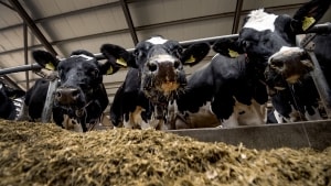 Der skal nye løsninger til, hvis kvægets CO2-udledning skal helt ned på de 0,84 kilo pr. liter mælk, som landbruget selv har sat som mål i 2030. Noget kan hentes ved at tage lavbundsjorde ud af drift, men det er ikke nok til at nå målet. Foto: Søren E. Alwan