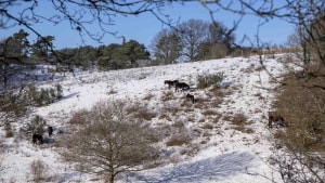 I 2016 skabte Naturhistorisk Museum et rewilding-projekt på Mols. I dag består projektet af 80 heste og køer, som lever frit og uden fodring. Dyrenes tilværelse bringer følelserne i kog, og i weekenden blev en kvinde afsløret, da hun fodrede hestene med gulerødder. Foto: Jens Thaysen