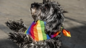 West Coast Pride inviterer til parade i RIngkøbing lørdag, hvor borgmesteren har besluttet, at der skal flages med regnbueflag ved rådhuset. Den beslutning deler læserne. Foto: Mads Claus Rasmussen/Scanpix