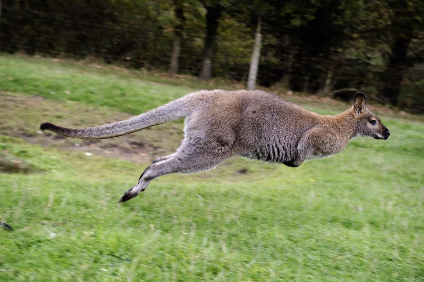 Kænguru stak af zoo - nu er den død, efter den af en | jv.dk